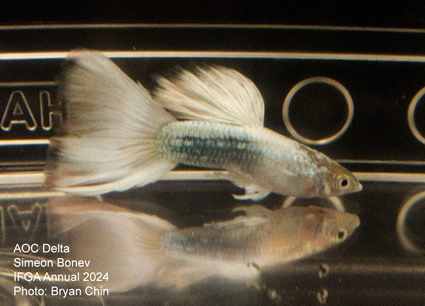 guppy aoc white